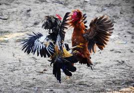 Cockfighting