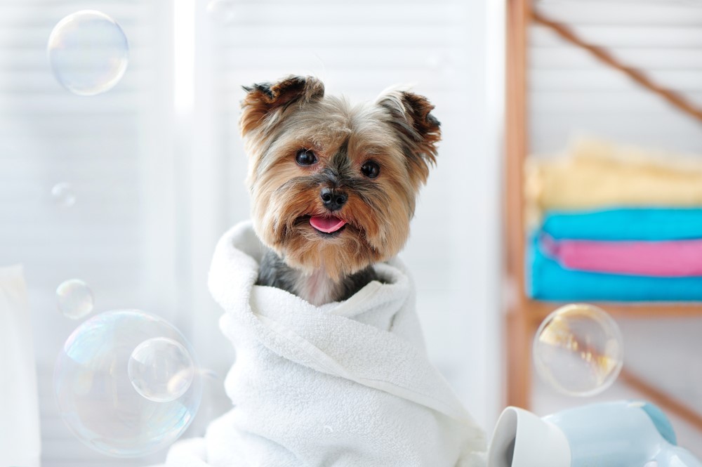 Pet Grooming Miami