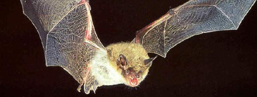 Zanesville Bat Removal