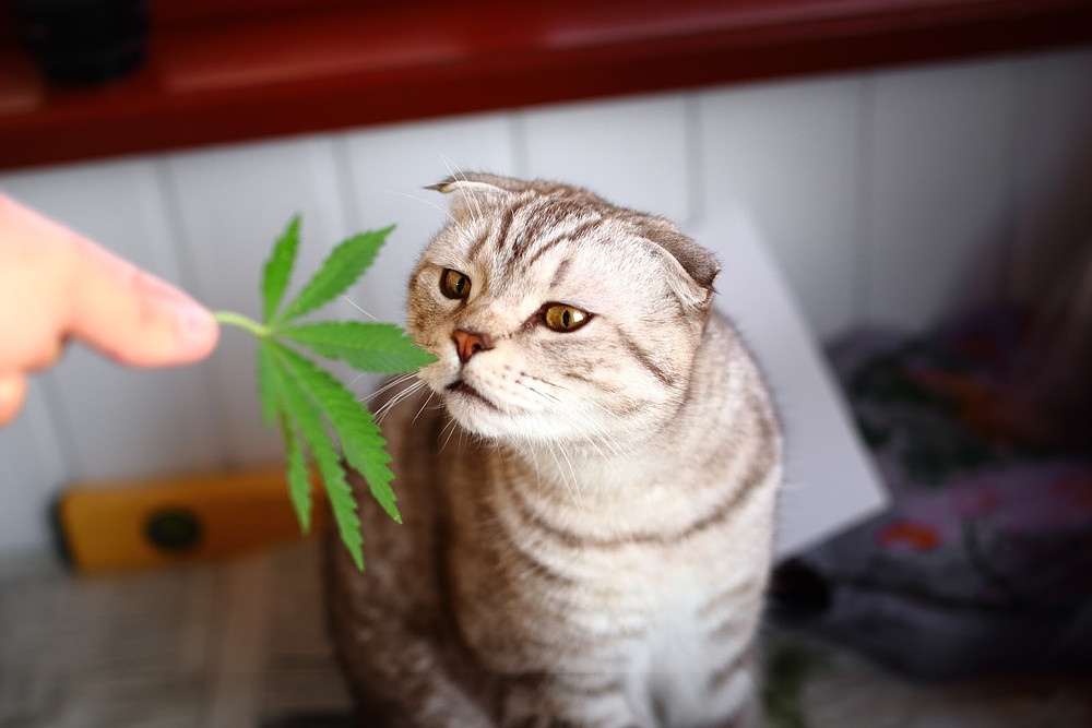 cat cbd oil