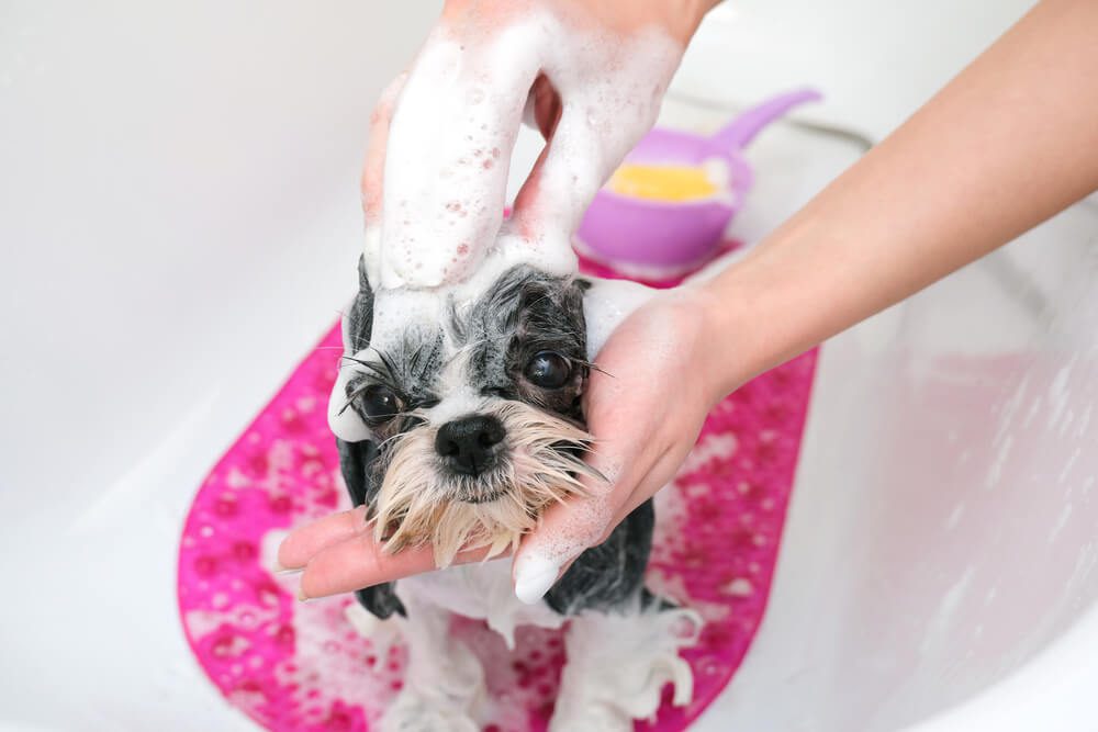 Dog Shampoo